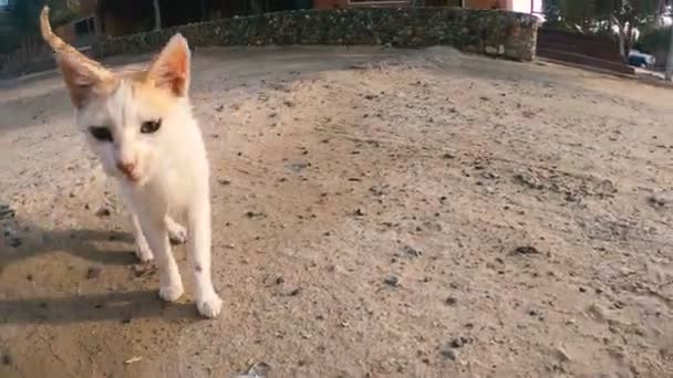 Gato Egipcio Maúlla Tierra Del Desierto — Vídeos de Stock