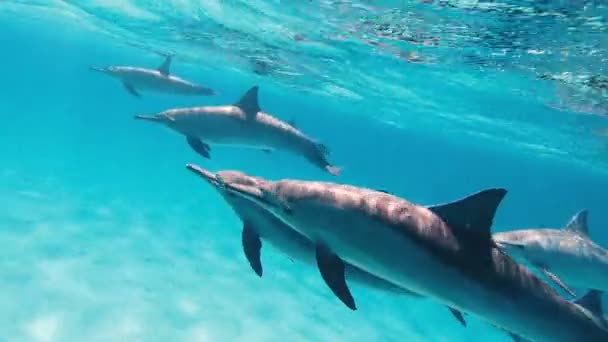 Dolphins Girl Swims Dolphins Shoots Them Action Camera — Stock Video