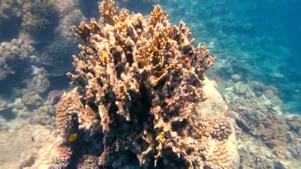 Mar Vermelho Corais Multicoloridos Mar Vermelho — Vídeo de Stock