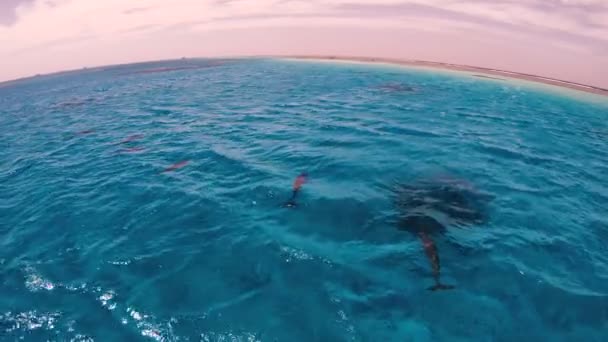 Delfíni Otevřeném Moři Plavou Hejno Delfínů — Stock video