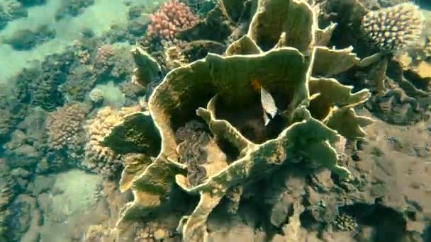 Красное Море Многоцветные Кораллы Красного Моря — стоковое видео