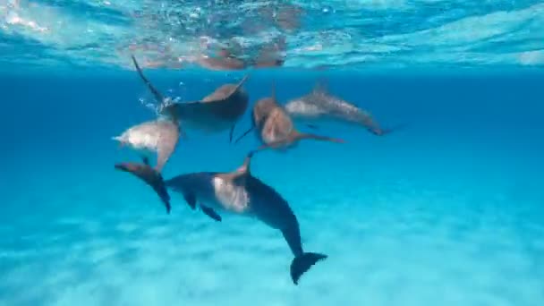 Delfiner Flock Delfiner Simma Det Öppna Havet — Stockvideo