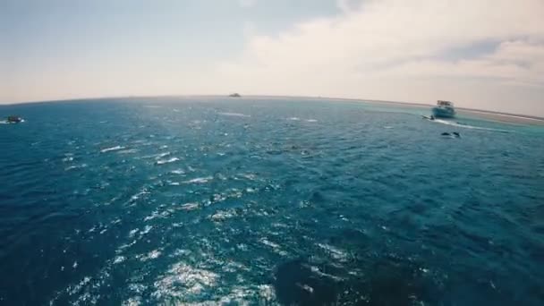 Dolphins Flock Dolphins Swim Open Sea — Stock Video