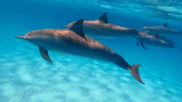 Dolphins Flock Dolphins Swim Open Sea — Stock Video