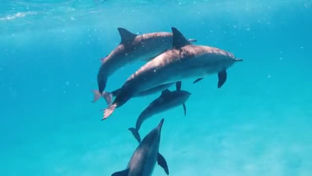 Δελφίνια Ένα Σμήνος Δελφινιών Κολυμπούν Στην Ανοιχτή Θάλασσα — Αρχείο Βίντεο
