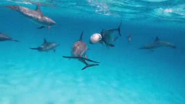 Delfini Uno Stormo Delfini Nuota Mare Aperto — Video Stock