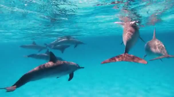 Delfini Uno Stormo Delfini Nuota Mare Aperto — Video Stock