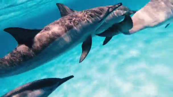 Δελφίνια Ένα Σμήνος Δελφινιών Κολυμπούν Στην Ανοιχτή Θάλασσα — Αρχείο Βίντεο
