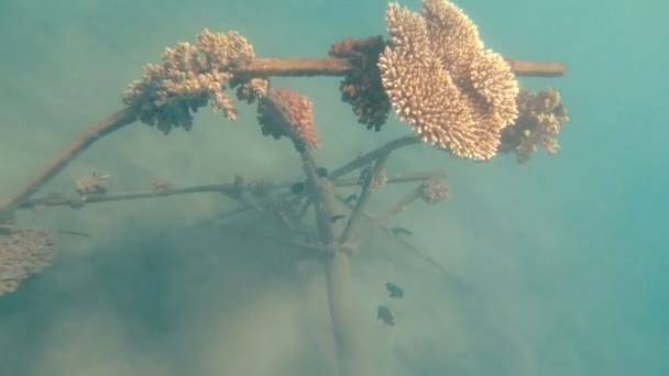 海里的垃圾海洋污染 — 图库视频影像