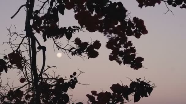 Baumsilhouette Gegen Nachthimmel Und Mond — Stockvideo