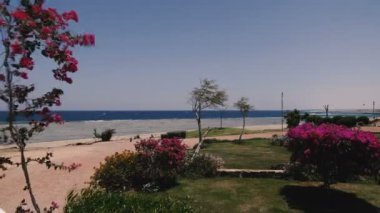 Deniz. Rüzgar denizin arka planına karşı bir ağacın dallarını sallar.