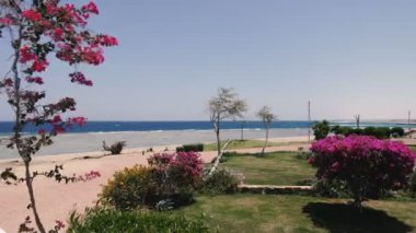 Deniz. Rüzgar denizin arka planına karşı bir ağacın dallarını sallar.