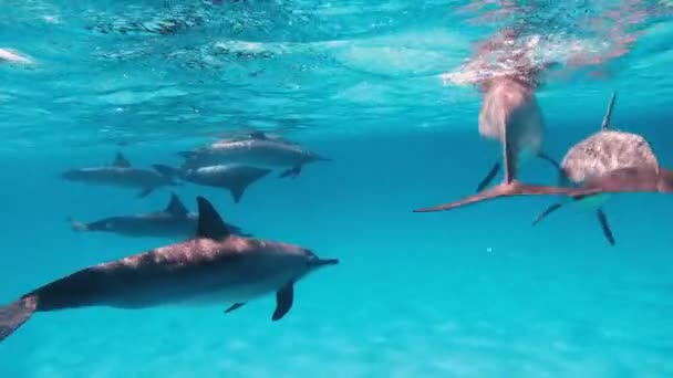 Delfiner Flock Delfiner Simma Det Öppna Havet — Stockvideo