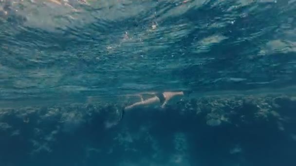 Snorkeling Guy Úszik Tengerben — Stock videók
