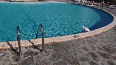 Havuzu. Bir kuş havuzun üzerinde uçuyor.