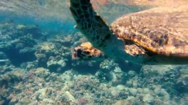 Kaplumbağa. Deniz kaplumbağası kızıl denizde yüzüyor