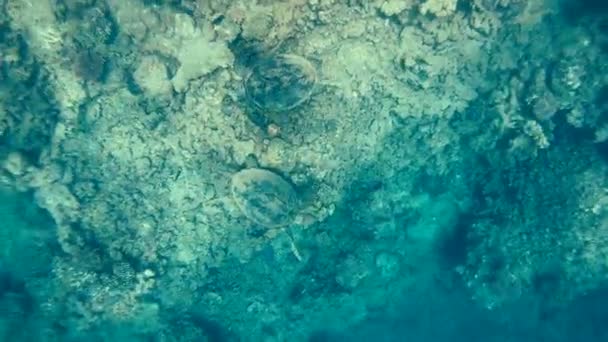 Turtle Sea Turtle Swims Red Sea — Stock Video