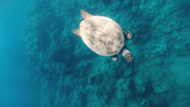 Tortue Tortue Mer Nage Dans Mer Rouge — Video