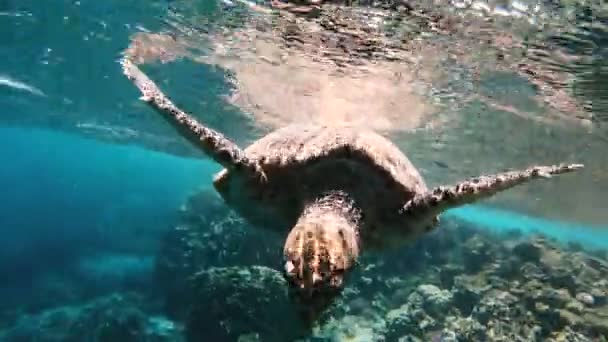 Turtle Sea Turtle Swims Red Sea — Stock Video