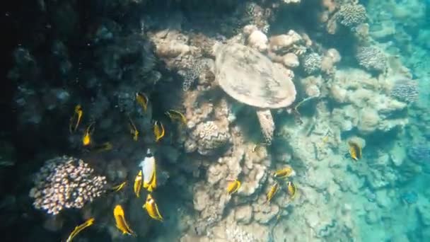 Turtle Sea Turtle Swims Red Sea Stock Footage