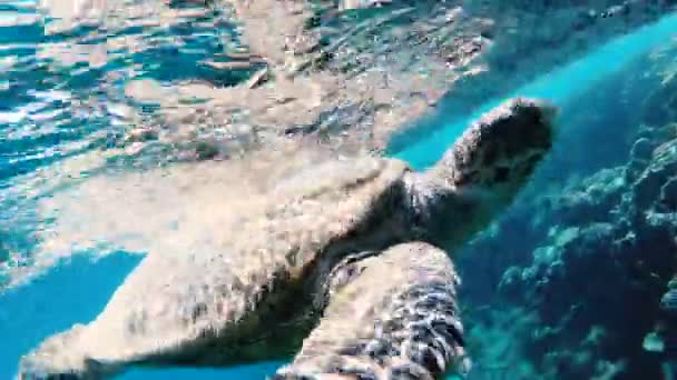 Turtle Zeeschildpad Zwemt Rode Zee — Stockvideo