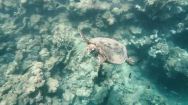 Kaplumbağa. Deniz kaplumbağası kızıl denizde yüzüyor