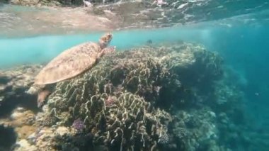 Kaplumbağa. Deniz kaplumbağası kızıl denizde yüzüyor