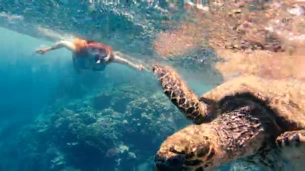 女孩在红海里和海龟一起游泳 — 图库视频影像
