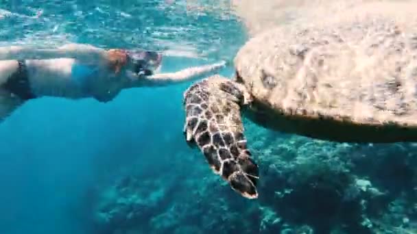 Fille Nage Avec Une Tortue Mer Dans Mer Rouge — Video