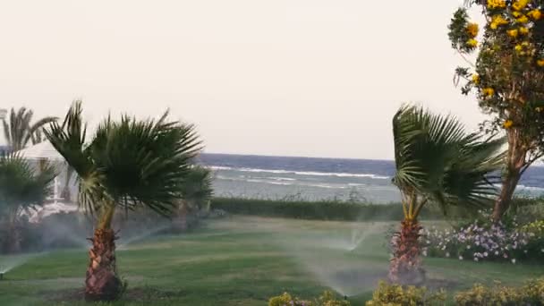 草和花的自动浇水 — 图库视频影像