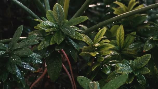 Watering Plants Slow Motion — Stock Video