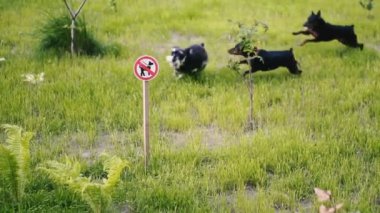 Köpek gezdirmek yasaktır. Tabelanın arka planında, köpek gezdirmenin çimenlikte köpek çalıştırması yasaktır.