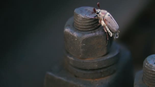 Duża Nakrętka Której Może Się Przeszukuje Beetle — Wideo stockowe