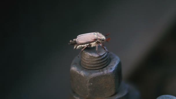 Duża Nakrętka Której Może Się Przeszukuje Beetle — Wideo stockowe