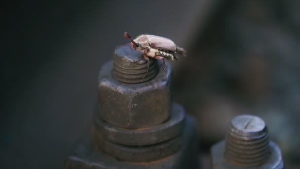 Die Große Nuss Auf Der Der Maikäfer Kriecht — Stockvideo