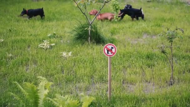 Köpek Gezdirmek Yasaktır Tabelanın Arka Planında Köpek Gezdirmenin Çimenlikte Köpek — Stok video