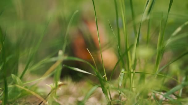 Hierba Verde Césped Verde Fondo Corre Ardilla — Vídeo de stock