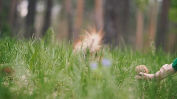 Zelená Tráva Zelená Tráva Pozadí Provozuje Veverku — Stock video