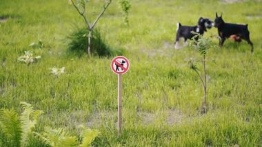 Köpek gezdirmek yasaktır. Tabelanın arka planında, köpek gezdirmenin çimenlikte köpek çalıştırması yasaktır.