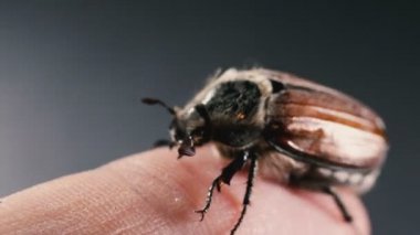 Cockchafer bir insan parmağıüzerinde sürünen