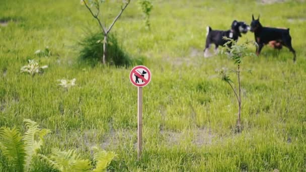 犬の散歩は禁止されています 看板を背景に 犬の散歩は芝生の上で犬を走らせることは禁止されています — ストック動画