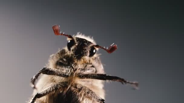 Slitskydd Makrofotografering May Beetle Porträtt Skalbagge — Stockvideo