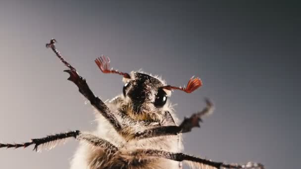 Icnaf Aanvaarde Macro Fotografie Van Mei Kever Portret Van Een — Stockvideo