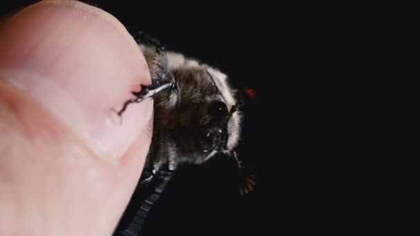 Cockchafer Kruipen Een Menselijke Vinger — Stockvideo