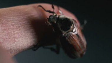 Cockchafer bir insan parmağıüzerinde sürünen