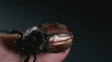 Cockchafer bir insan parmağıüzerinde sürünen
