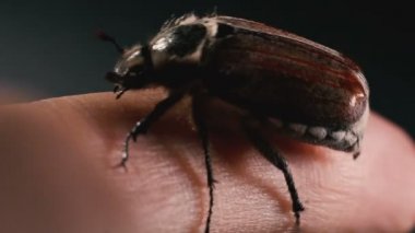 Cockchafer bir insan parmağıüzerinde sürünen