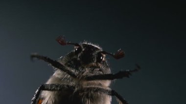Chafer, ne oldu? Mayıs böceğimakro fotoğraf. Bir böceğin portresi.