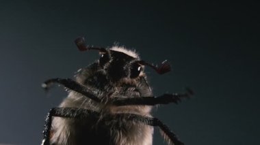 Chafer, ne oldu? Mayıs böceğimakro fotoğraf. Bir böceğin portresi.