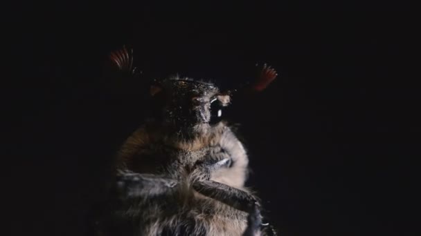 Chafer Macro Fotografía Del Escarabajo Mayo Retrato Escarabajo — Vídeo de stock